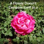 comparing myself